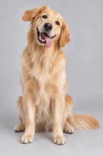 Original golden retriever photo